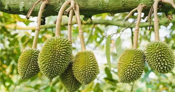 Trung Tâm Hỗ Trợ Nông Nghiệp BIENO Đồng Hành 24/7